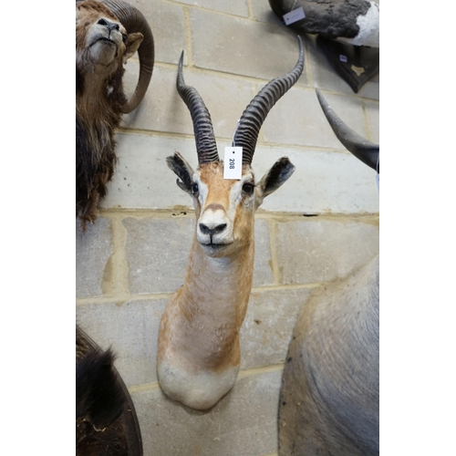 14 - A large mounted taxidermy antelope mask, approximately 102cm high