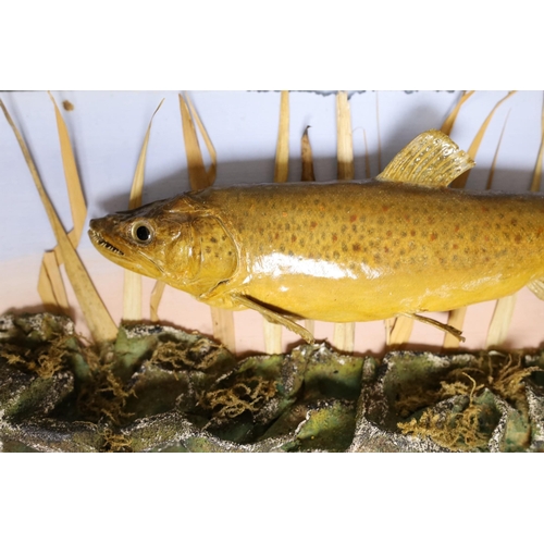 321 - A cased early 20th century trout, labelled verso Caught by P. Digges La Touche at Molewood House 19... 