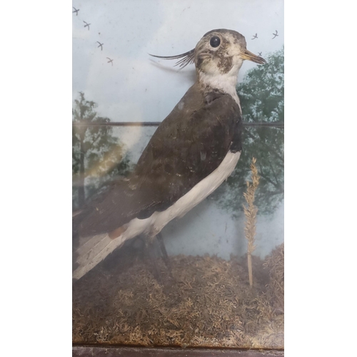 409 - Taxidermy: An early 20th century group of two lapwings, In a glazed case, 52cm wide