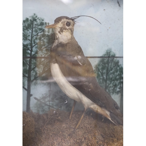 409 - Taxidermy: An early 20th century group of two lapwings, In a glazed case, 52cm wide