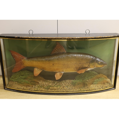 1406 - A cased taxidermic barbel, 1948, caught by H. Mc.D Brooke, Christchurch, preserved by J. Cooper & So... 