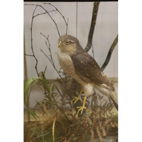 1407 - A cased taxidermic male sparrow hawk perched amongst foliage