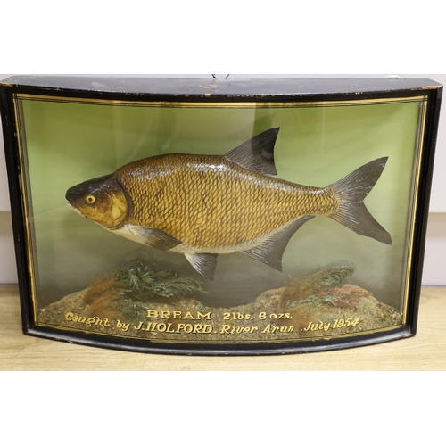 1408 - A cased taxidermic bream caught by J. Holford, River Arun, 1954