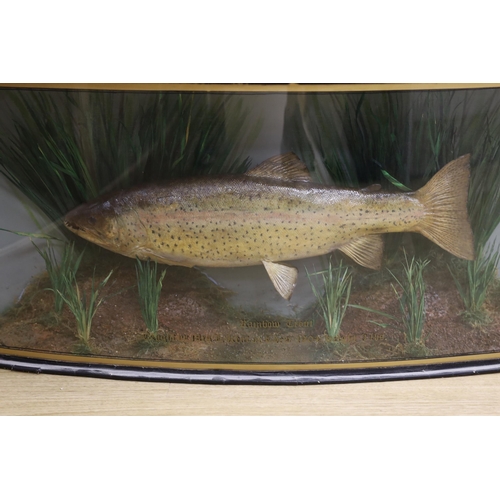 1409 - A cased taxidermic rainbow trout, 1904, caught by Mrs L. Kent, preserved by Homers, Forest Gate... 