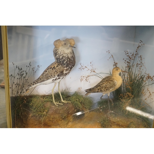 61 - A Victorian cased taxidermic group of two birds, Ruff and Reeve, bears Pratt & Son, Brighton trade l... 