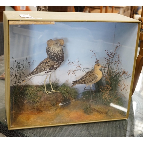 61 - A Victorian cased taxidermic group of two birds, Ruff and Reeve, bears Pratt & Son, Brighton trade l... 