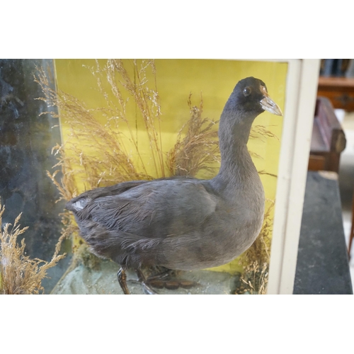 91 - A Victorian cased taxidermic water bird and another, larger width 46cm, height 73cm