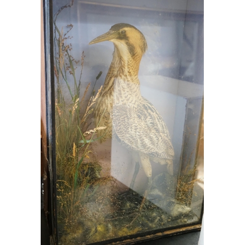 91 - A Victorian cased taxidermic water bird and another, larger width 46cm, height 73cm