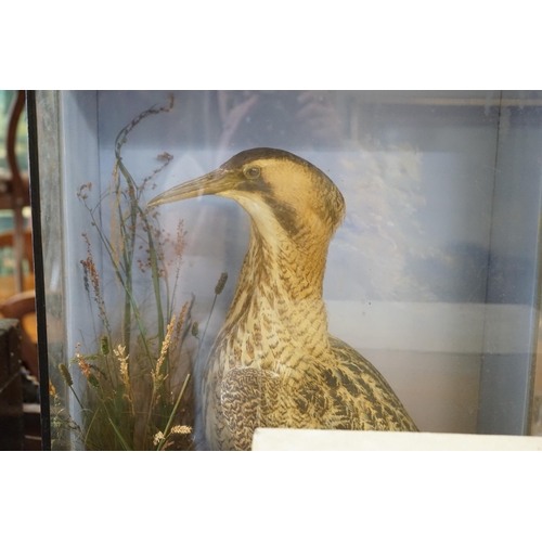 91 - A Victorian cased taxidermic water bird and another, larger width 46cm, height 73cm