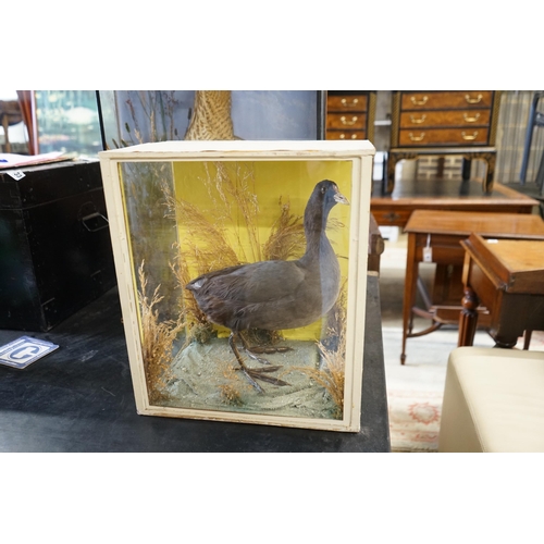 91 - A Victorian cased taxidermic water bird and another, larger width 46cm, height 73cm