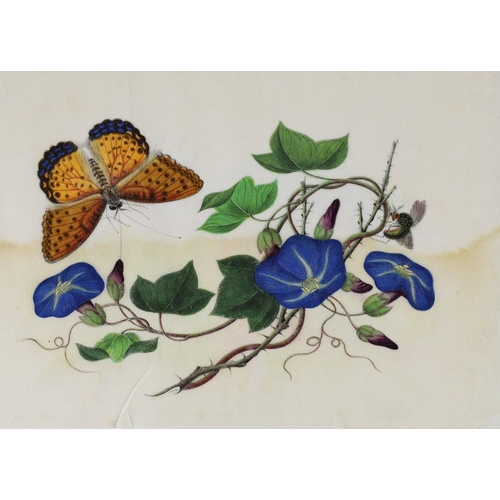 173 - A Chinese album of ten pith paintings of birds amid butterflies, 19th century, each with a blue ribb... 