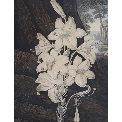 248 - Dr Robert Thornton Publ. 'The Snowdrop' W.Ward after Pether, 1804, 'The Narrow-Leaved Kalmia', Caldw... 