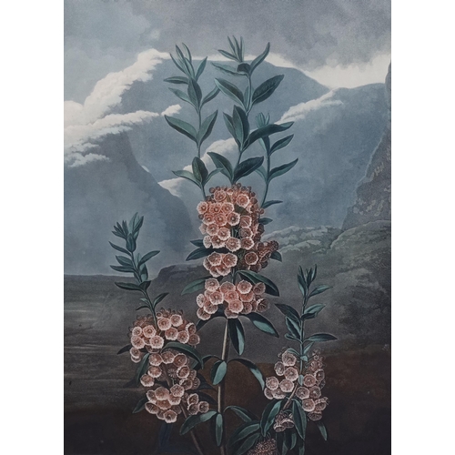 248 - Dr Robert Thornton Publ. 'The Snowdrop' W.Ward after Pether, 1804, 'The Narrow-Leaved Kalmia', Caldw... 