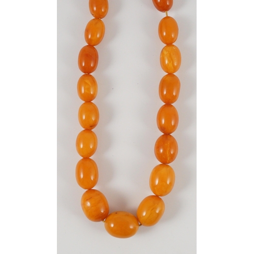 435 - A single stand graduated oval amber bead necklace, 76cm, gross weight 85 grams.