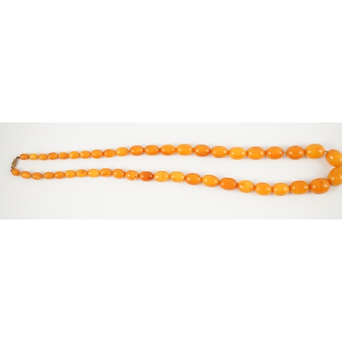 435 - A single stand graduated oval amber bead necklace, 76cm, gross weight 85 grams.