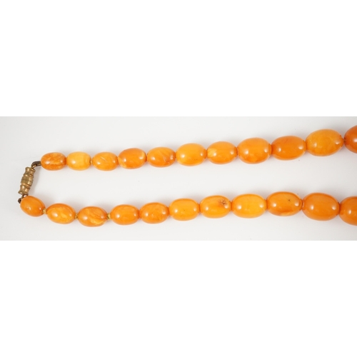 435 - A single stand graduated oval amber bead necklace, 76cm, gross weight 85 grams.