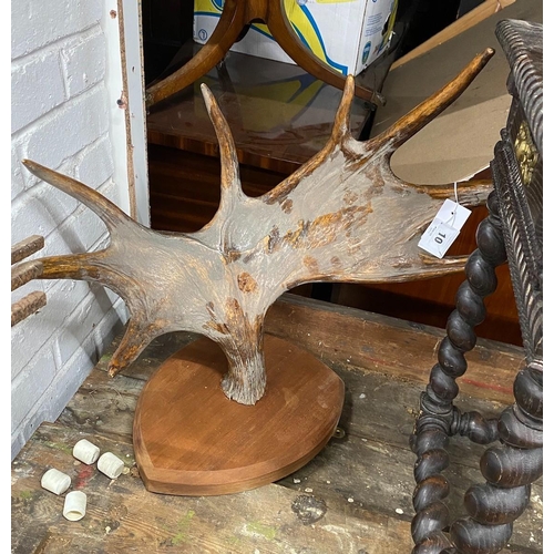 10 - A single wall mounted moose antler, height 75cm