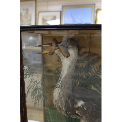 394 - A cased taxidermic heron amongst foliage with caught eel bait, 76cm tall