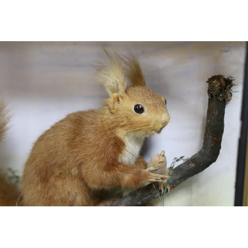 400 - A cased taxidermist red squirrel, 35cm tall