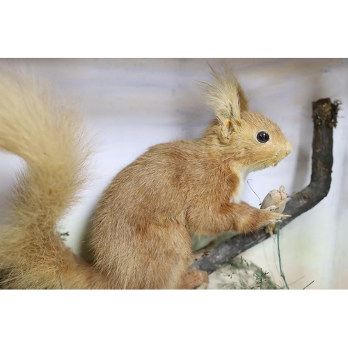 400 - A cased taxidermist red squirrel, 35cm tall