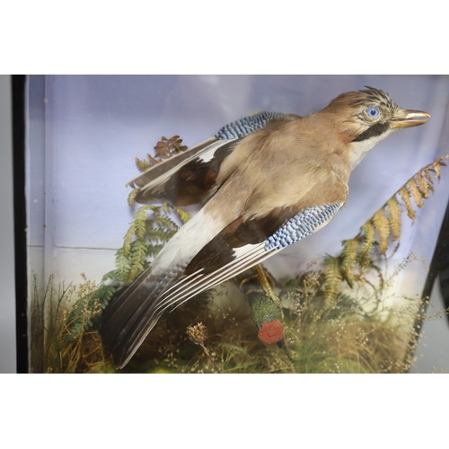 423 - A cased taxidermy Jay, 38 cms wide x 41 high,