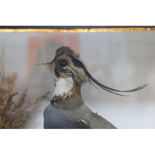 464 - A cased taxidermy Lapwing, case 34.5cms wide x 28cms high,