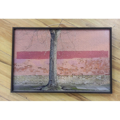 645 - Attributed to Stephen Scott Patterson, colour photograph, Tree trunk and brick wall, Darbyshire Whit... 