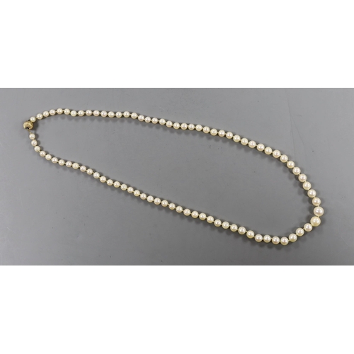 894 - A singe strand graduated cultured pearl necklace, with 9ct clasp, 56cm (a.f.).