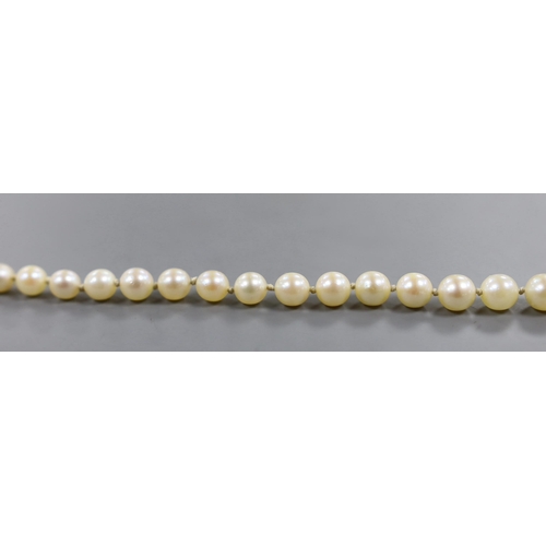 894 - A singe strand graduated cultured pearl necklace, with 9ct clasp, 56cm (a.f.).