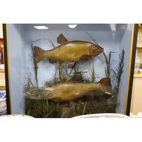 465 - A cased pair of taxidermy tench. 62cm high