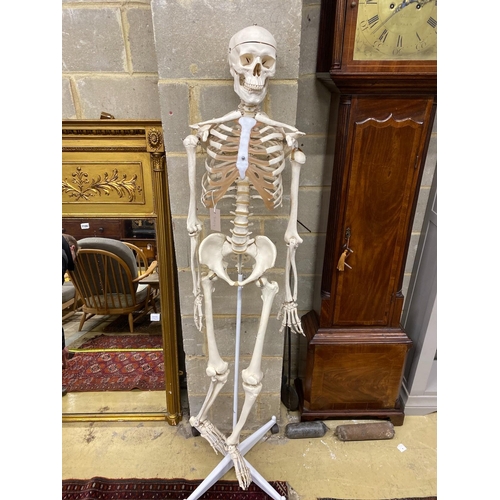 1129 - A composition life-size skeleton on stand, height 172cm