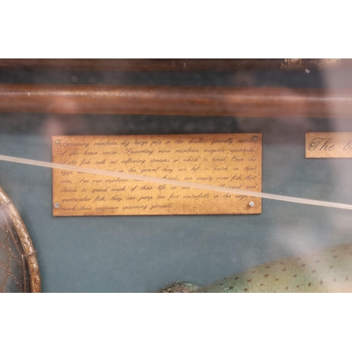 1402 - A cased fishing display case of a Rainbow Trout centred around angling ephemera, 106 x 34cm