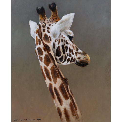 1665 - Colin John Chandler (British, b.1958), oil on board, 'Giraffe', signed and dated 1997, 29 x 23.5cm... 