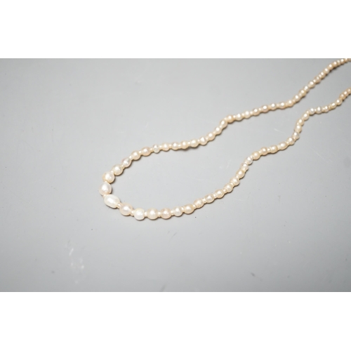 1878 - A single strand graduated natural saltwater pearl necklace, with sapphire and diamond set clasp, 44c... 