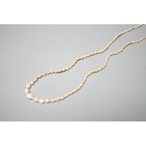 1878 - A single strand graduated natural saltwater pearl necklace, with sapphire and diamond set clasp, 44c... 