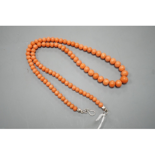 1900 - A single strand graduated coral bead necklace, 48cm, gross 29 grams.