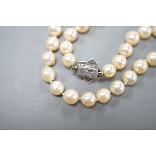 1925 - A single strand culture pearl necklace with cultured pearl set sterling clasp, 74cm.