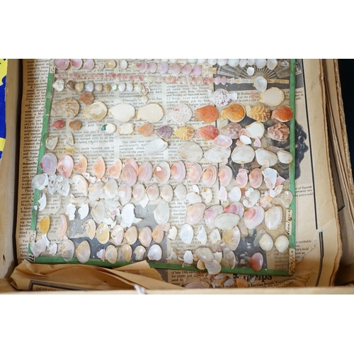 439 - Collection of sea shells mounted on glass panels