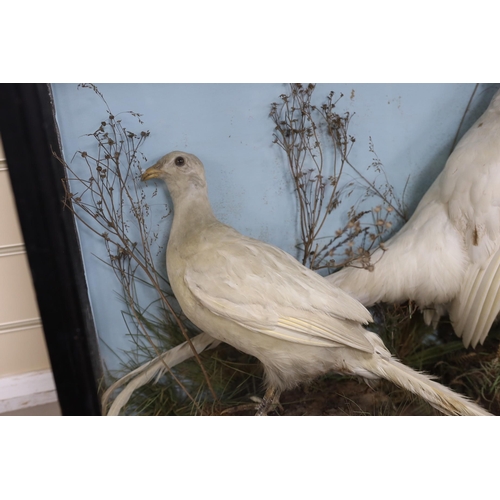 128 - A cased taxidermy group of two white pheasants in naturalistic setting, case 7cms wide x 63cms high... 