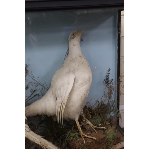 128 - A cased taxidermy group of two white pheasants in naturalistic setting, case 7cms wide x 63cms high... 