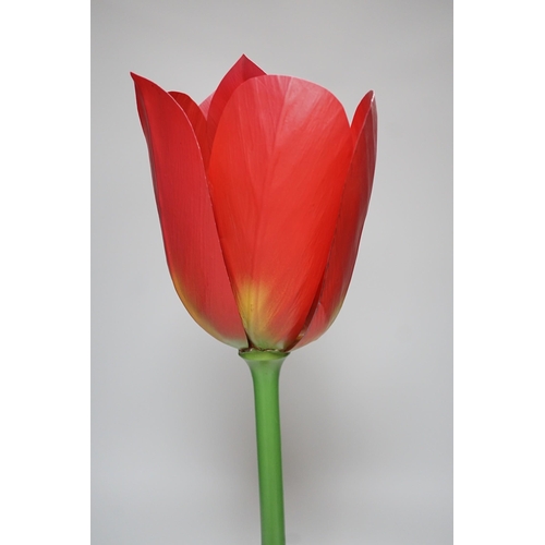 335 - Scientific Brendel model of a tulip, 52cm