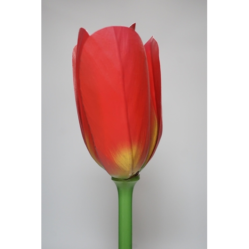 335 - Scientific Brendel model of a tulip, 52cm