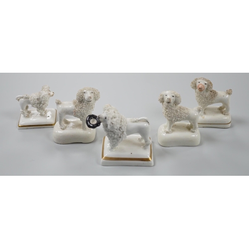 419 - Five small Staffordshire models of poodles standing on their bases, to include a Lloyd Shelton white... 