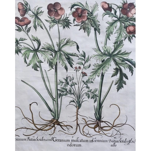 323 - Basilius Besler (German, 1561-1629) Geranium Sanguinarium, Geranium Muscatum in odorum, Geranium San... 