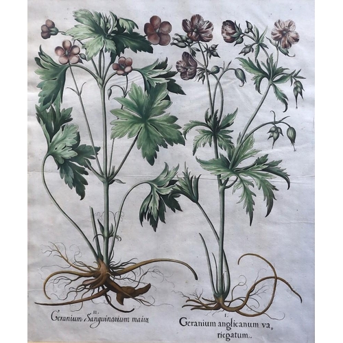 323 - Basilius Besler (German, 1561-1629) Geranium Sanguinarium, Geranium Muscatum in odorum, Geranium San... 