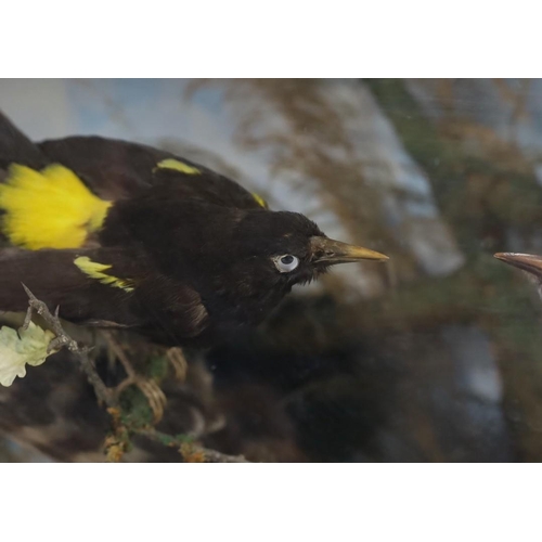 37 - A Victorian taxidermic display of exotic and other birds, in naturalistic setting by Ruffon & Willso... 