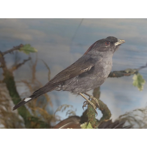 37 - A Victorian taxidermic display of exotic and other birds, in naturalistic setting by Ruffon & Willso... 