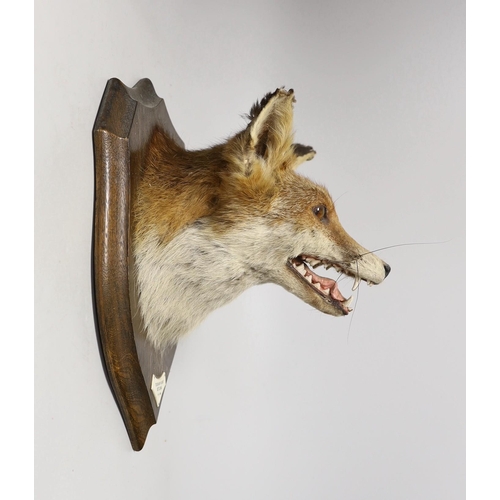 1279 - A Rowland Ward taxidermy fox head, mounted on oak plaque