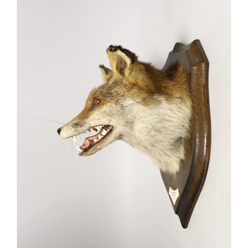 1279 - A Rowland Ward taxidermy fox head, mounted on oak plaque