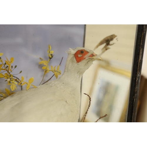 1313 - A glazed case taxidermy pheasant. 72cm wide, 50cm tall overall